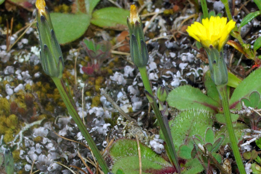 Minuscola asteracea - Hypochaeris glabra